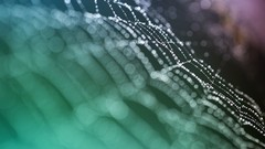 Macro web water drops races