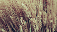 macro wheat Plants corn food