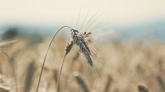 Macro wheat spikelets