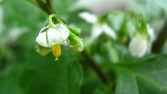 Macro white flowers water drops stamen flower petals stigma 