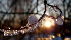 Macro winter branches cold