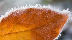 Macro winter Frozen leaf