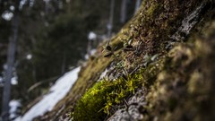 Macro winter Green moss Norway forests