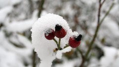 Macro winter HDR Photography