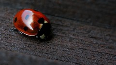 Macro Wood dots ladybirds