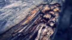 macro Wood outdoors nature texture