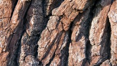 Macro Wood tree trunk
