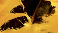 Macro yellow abstract