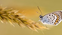 Macro yellow Butterflies