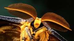 Madagascar comet moth
