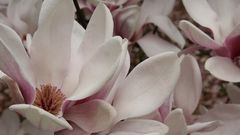 Magnolia flower
