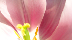 Magnolia pink flowers