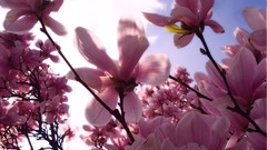 Magnolia pink flowers blossoms