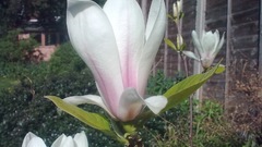 Magnolia white flowers