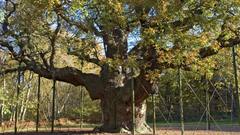 Major oak sherwood