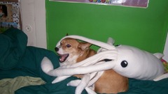 Make suddenly everywhere corgi happen corgis