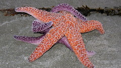 Making love underwater Aquarium