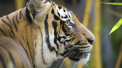 Malayan tiger nz