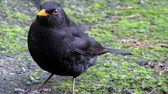 Male blackbird bird