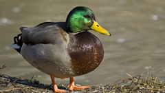 Male mallard duck high