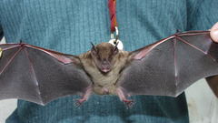 Mammals bats fruit bat