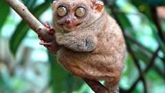 Mammals tarsiers