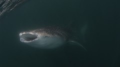 Mammals whale shark