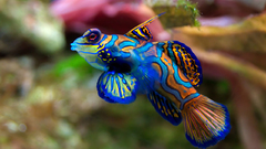 Mandarinfish