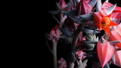 Mandolux bcactus flower