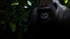 Mandolux congo Animals Wild