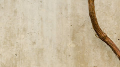 Mandolux vines flower