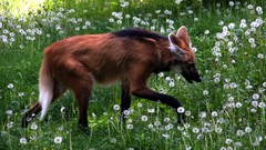 Maned Wolf Chrysocyon brachyurus