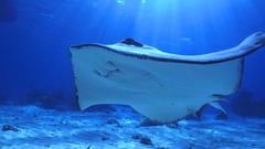 Manta Ray blue