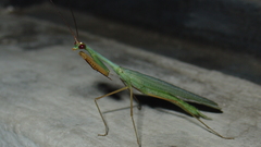 Mantide maldininkas vabalas insect