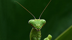 Mantis