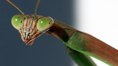 Mantis