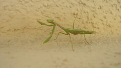 Mantis