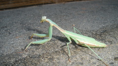 Mantis
