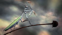 Mantis