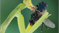 Mantis feeding
