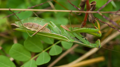 Mantis high Resolution