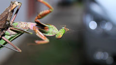 Mantis insect Animals insects