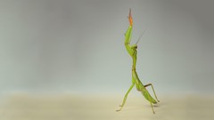 Mantis insects