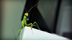 Mantis insects