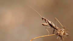 Mantis insects