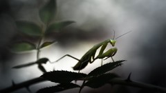 Mantis insects
