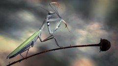 Mantis insects