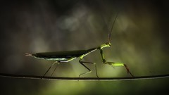 Mantis insects bugs