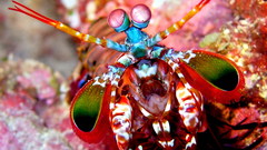 Mantis shrimp high res