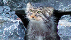 Manul high